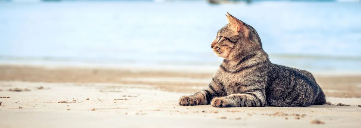 Surfside Animal Hospital