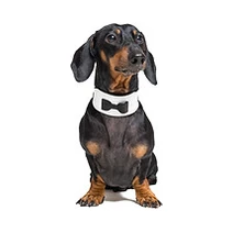 Good Life Pet Sitting logo
